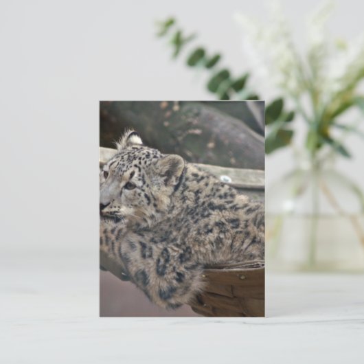 Snow Leopard Briefkaart (Staand voorkant)