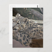 Snow Leopard Briefkaart (Voorkant / Achterkant)