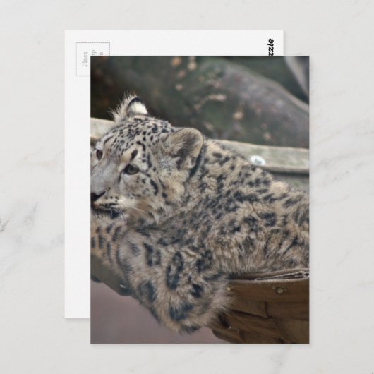 Snow Leopard Briefkaart (Voorkant / Achterkant)