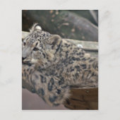 Snow Leopard Briefkaart (Voorkant)
