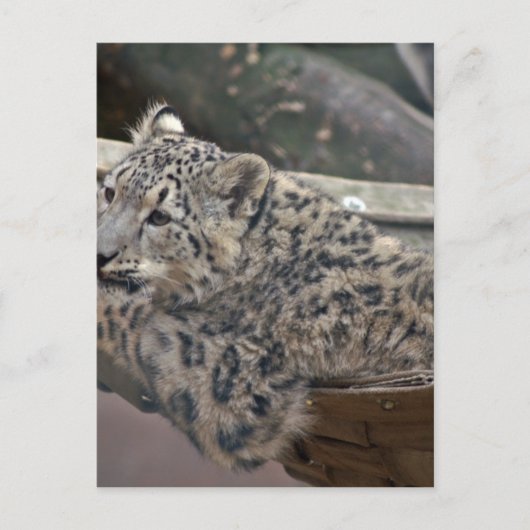 Snow Leopard Briefkaart (Voorkant)