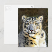 Snow Leopard Briefkaart (Voorkant / Achterkant)