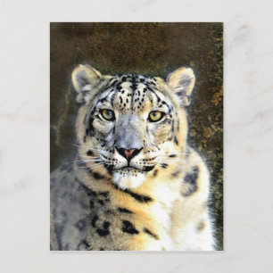 Snow Leopard Briefkaart