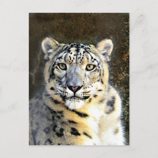 Snow Leopard Briefkaart (Voorkant)