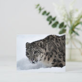 Snow Leopard Briefkaart (Staand voorkant)