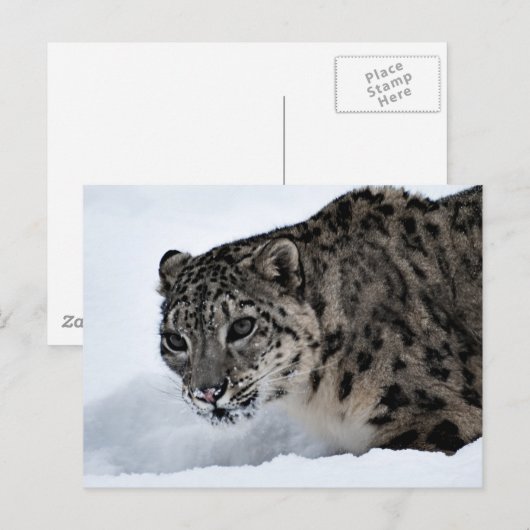 Snow Leopard Briefkaart (Voorkant / Achterkant)