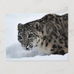 Snow Leopard Briefkaart