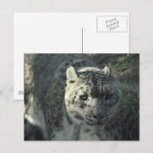 Snow Leopard Briefkaart (Voorkant / Achterkant)