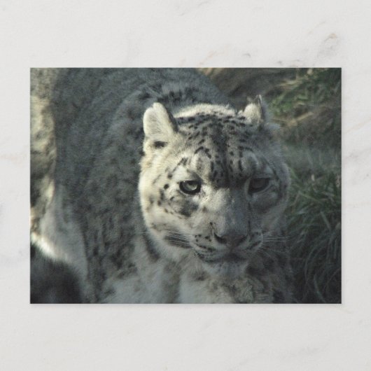 Snow Leopard Briefkaart (Voorkant)