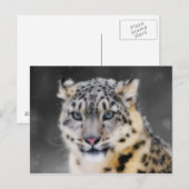 Snow Leopard Briefkaart (Voorkant / Achterkant)