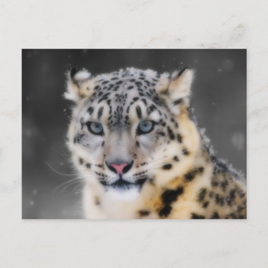 Snow Leopard Briefkaart (Voorkant)