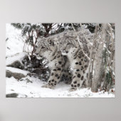Snow Leopard Brothers Walking Poster (Voorkant)