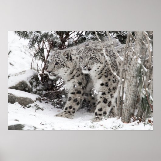 Snow Leopard Brothers Walking Poster (Voorkant)