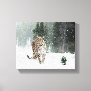 Snow Leopard Canvas Afdruk