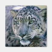 Snow Leopard closeup Magneet (Voorkant)