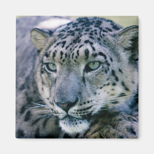 Snow Leopard closeup Magneet