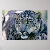 Snow Leopard closeup Poster (Voorkant)