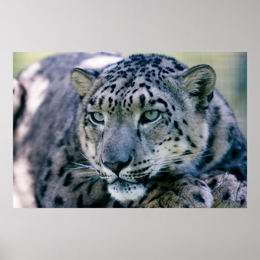 Snow Leopard closeup Poster (Voorkant)