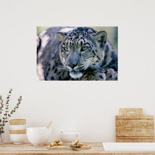 Snow Leopard closeup Poster (Keuken)