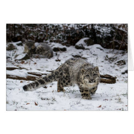 Snow Leopard Cub