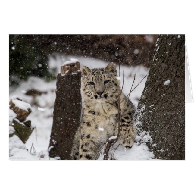Snow Leopard Cub (Voorkant Horizontaal)