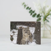 Snow Leopard Cub Briefkaart (Staand voorkant)