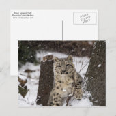 Snow Leopard Cub Briefkaart (Voorkant / Achterkant)