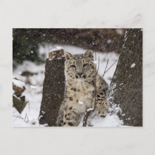 Snow Leopard Cub Briefkaart