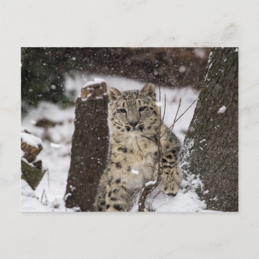 Snow Leopard Cub Briefkaart (Voorkant)