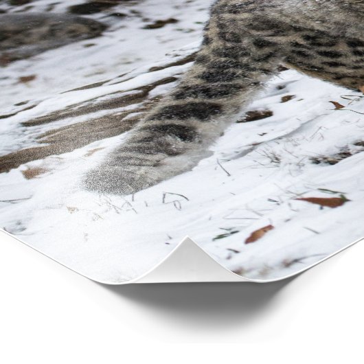 Snow Leopard Cub Foto Afdruk (Hoek)