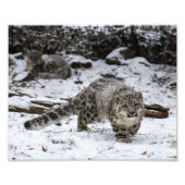 Snow Leopard Cub Foto Afdruk (Voorkant)