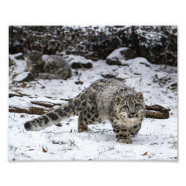 Snow Leopard Cub Foto Afdruk