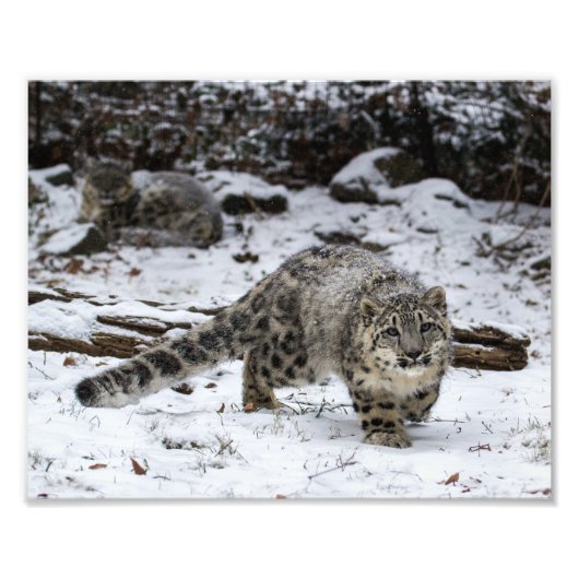 Snow Leopard Cub Foto Afdruk (Voorkant)