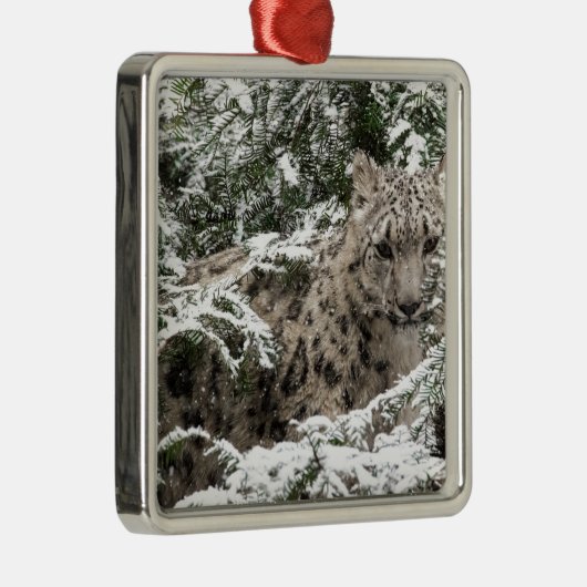 Snow Leopard Cub Hiding Metalen Ornament (Rechts)