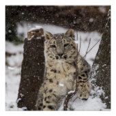 Snow Leopard Cub Poster (Voorkant)
