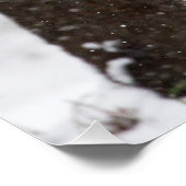 Snow Leopard Cub Poster (Hoek)