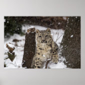 Snow Leopard Cub Poster (Voorkant)