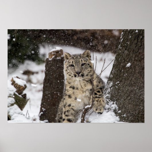 Snow Leopard Cub Poster (Voorkant)