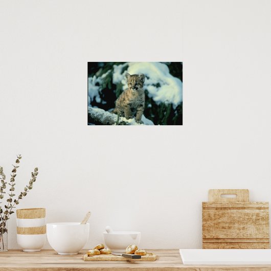Snow Leopard Cub Poster (Keuken)