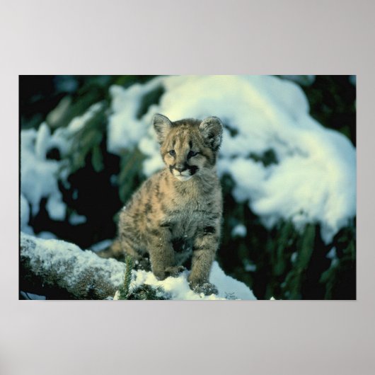 Snow Leopard Cub Poster (Voorkant)