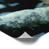 Snow Leopard Cub Poster (Hoek)