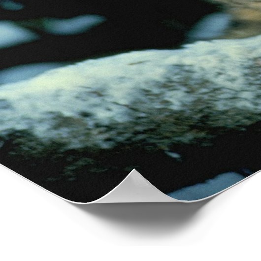 Snow Leopard Cub Poster (Hoek)