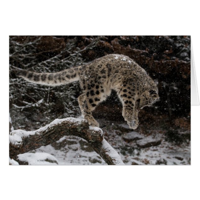Snow Leopard Cub Pounce (Voorkant Horizontaal)
