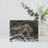 Snow Leopard Cub Pounce Briefkaart (Staand voorkant)