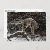 Snow Leopard Cub Pounce Briefkaart (Voorkant / Achterkant)