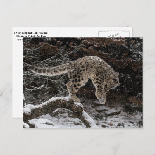 Snow Leopard Cub Pounce Briefkaart (Voorkant / Achterkant)
