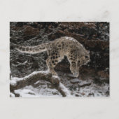 Snow Leopard Cub Pounce Briefkaart (Voorkant)