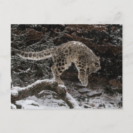 Snow Leopard Cub Pounce Briefkaart (Voorkant)
