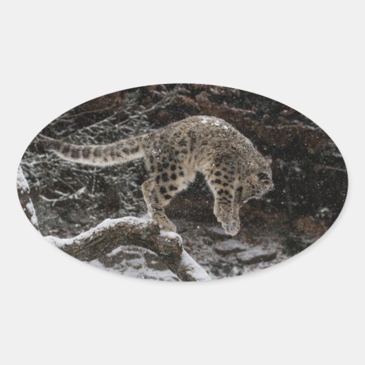 Snow Leopard Cub Pounce Ovale Sticker (Voorkant)