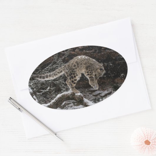 Snow Leopard Cub Pounce Ovale Sticker (Envelop)